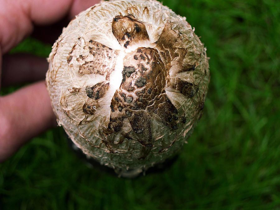 Coprinus comatus.